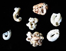 Gastropods- Worm Snails- Vermetus triquetrus- Jurassic- Florida