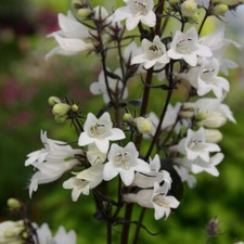 Penstemon Flowering Garden