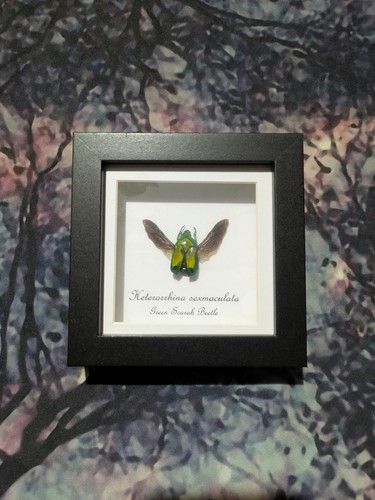 Green scarab beetle - scarab,