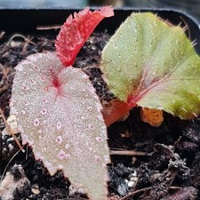 Begonia Lamriana Silver (71)