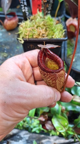 Nepenthes tenuis peltata - x,