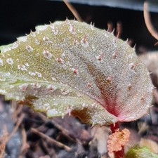 Begonia Lamriana Silver (77)