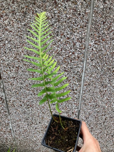 Polypody fern native - fern,, uk