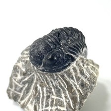 Trilobite Fossil On Natural