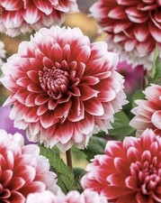 4 x Dahlia Red Empire Bulbs–