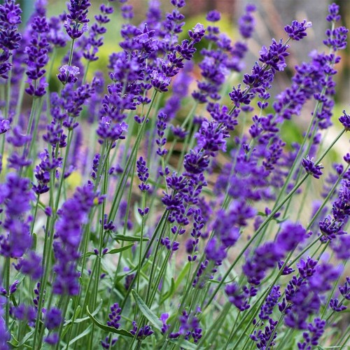 Lavender hidcote herb plant - herb,