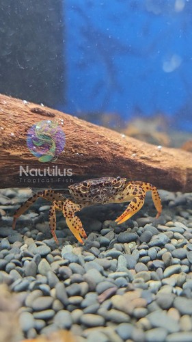 Panther crabs live freshwater - live,