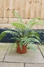 Dicksonia antarctica Tree Fern