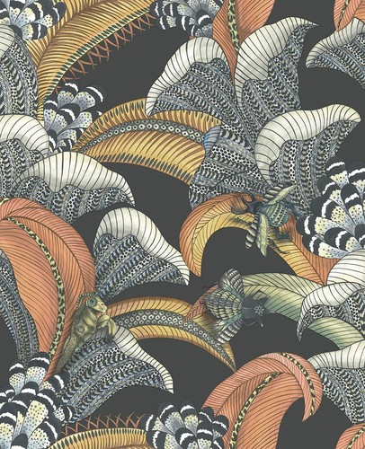 Cole son hoopoe - &,