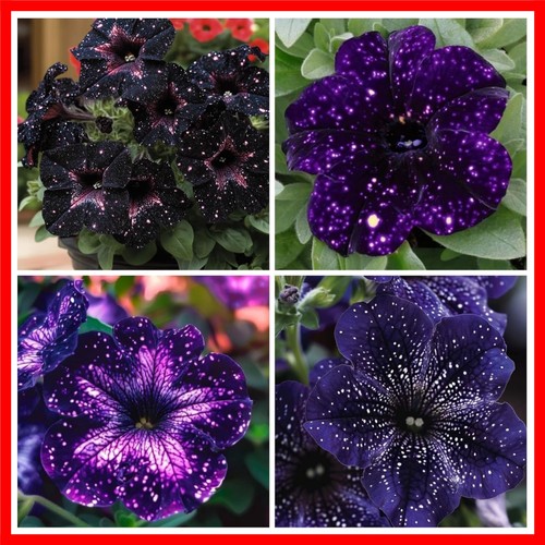 500 petunia seeds for - 500+,