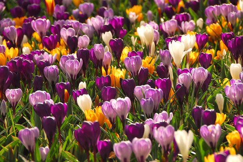 100 crocus mixed bulbs corms - 1-100, bulbs/corms