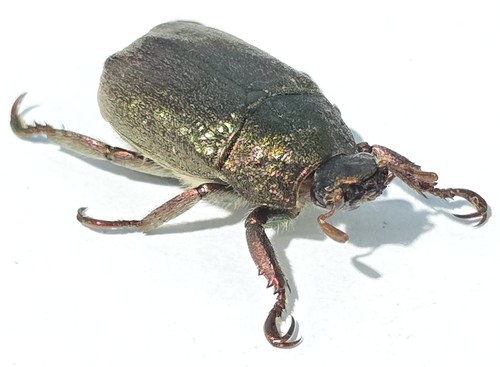 1437 scarabaidae - 1437,