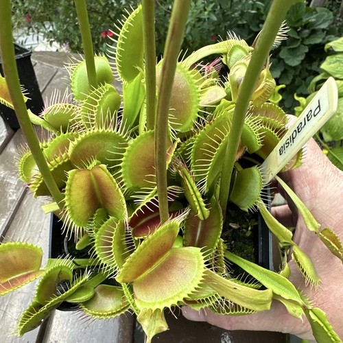 Venus flytrap dionaea - flytrap,