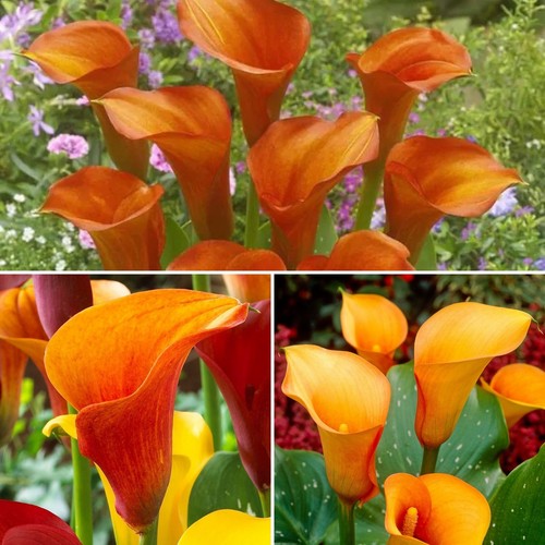 Zantedeschia - (, calla