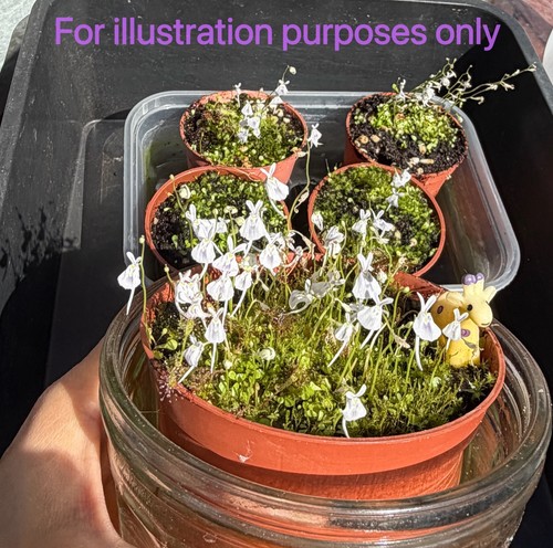 Utricularia sandersonii live - utricularia,