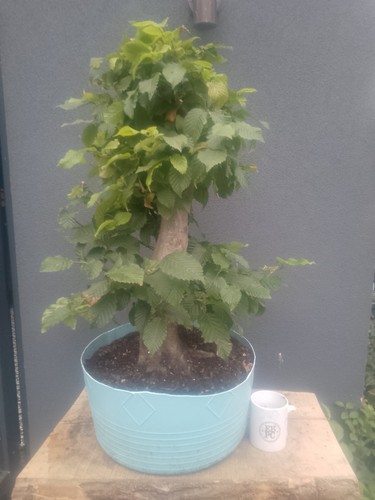 Hornbeam bonsai tree yamadori - bonsai,
