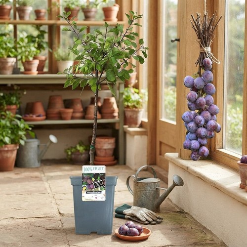 Space efficient fruit - space-efficient, trees