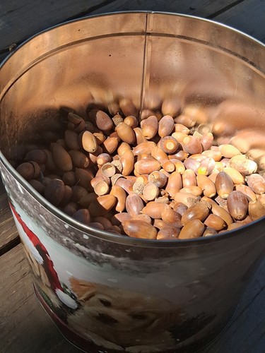 Eastern white oak acorns 2026 - white,