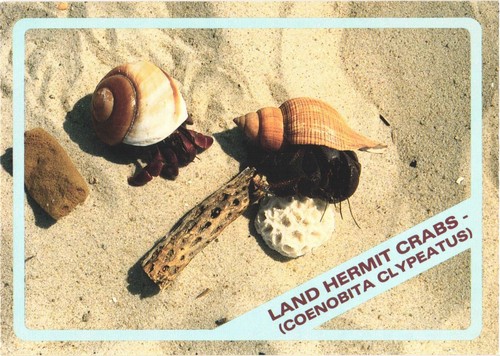 Land hermit crabs - hermit, coenobita