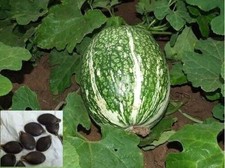 10 Shark Fin Melon Seeds -Free