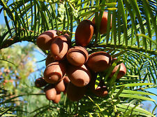 5x rare edible fruit trees