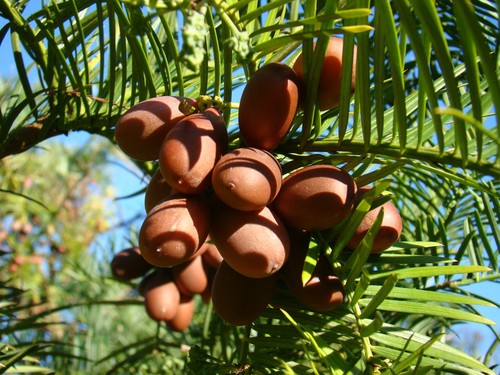Chinese plum yew - chinese,