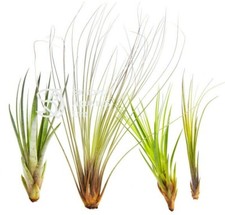 Air Plants - TALL & LONG SPECIES - Tillandsia live house plant. No Soil