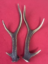 PAIR OF SIKA DEER ANTLERS 246g.   approx. 29/30cm.