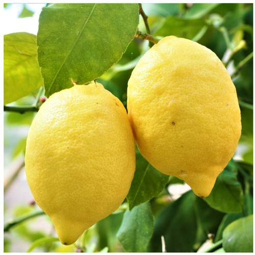 Citrus tree potting soil - potting,