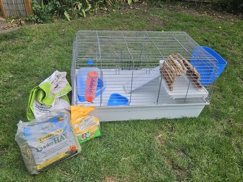 Rabbit guinea pig small - rabbit,, pig,