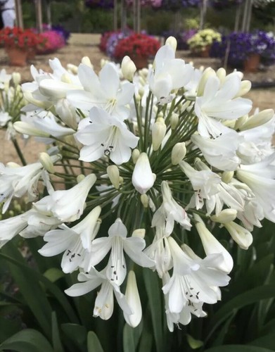 Agapanthus plug plant - agapanthus, 3x