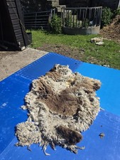 Raw Unwashed Rare Sheep Fleece