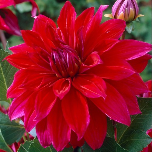 Dinnerplate dahlia babylon - dinnerplate,