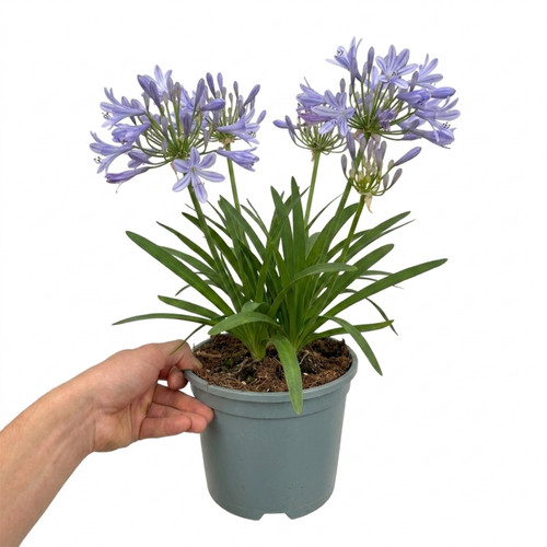 Large plant agapanthus - -,