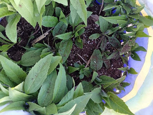 Organic home grown mixed - grown,