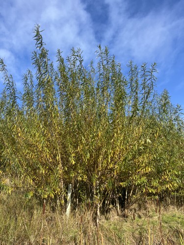 Willow cuttings 90cm - 10, at