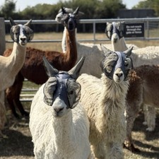 Ruggles Lycra Pull On Fly Mask