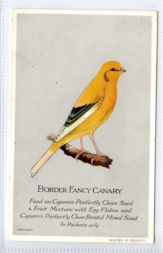 Capern bird seed - ,