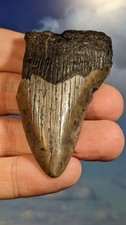 Megalodon Shark Fossil Tooth