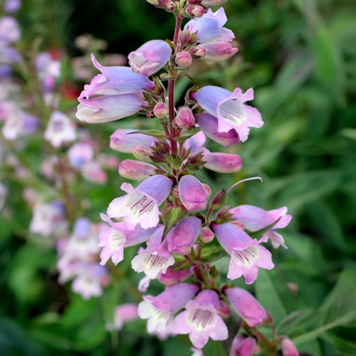 Penstemon stapleford gem - stapleford,