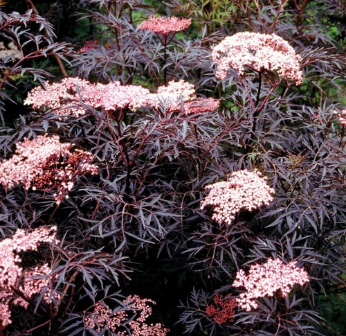 Elderberry sambucus nigra - elderberry,