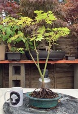 Japanese Maple Acer Palmatum