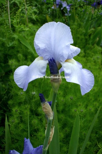 Blue iris germanica - germanica, flower