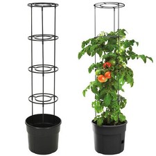 Self-Watering Tomato Growing