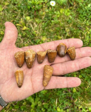 Rare Crocodile Tooth - Dinosaur Tooth - Cretaceous Period - Morocco 4-6cm.