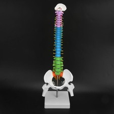 A-New Colored Life Size