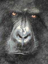 The Mountain Men's T-shirt Gray Large Face Of A Gorilla RL 2XL #2188 NWOT