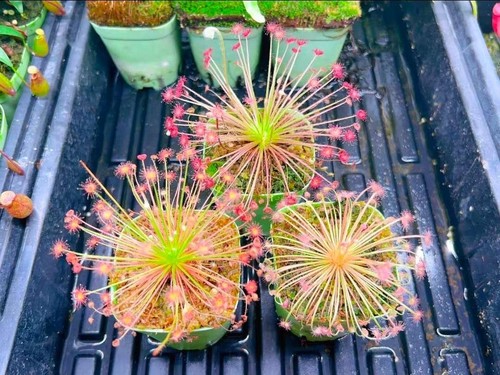 Pre sale drosera paradoxa - drosera,