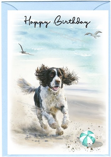 English springer spaniel - english,
