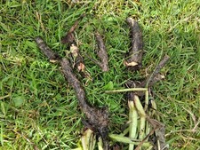 Comfrey Bocking 14 roots